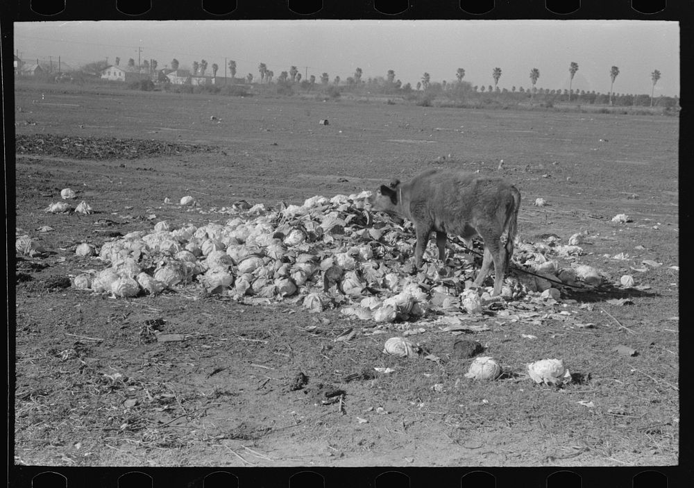 Cow eating cabbage near Weslaco, Texas. The price of cabbage is four dollars per ton and is consequently being used as a low…