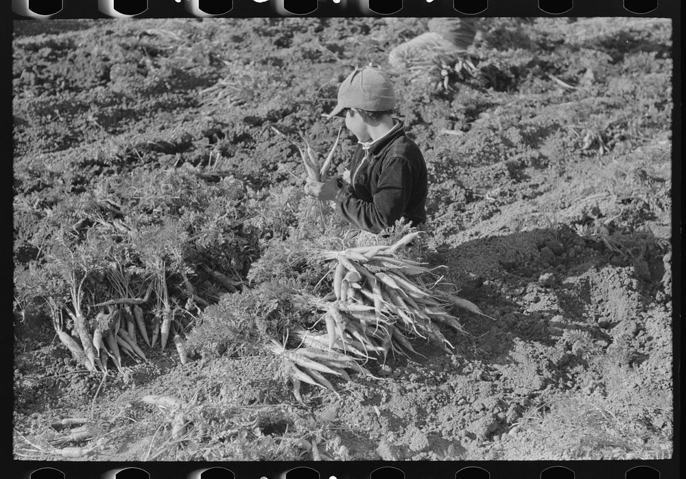 Young Mexican boy pulling and bunching carrots near Edinburg, Texas by Russell Lee