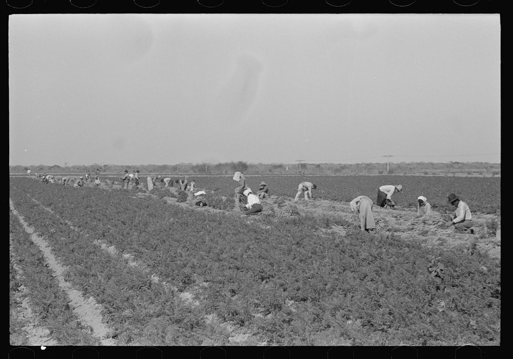 Mexican carrot workers in field near Edinburg, Texas by Russell Lee