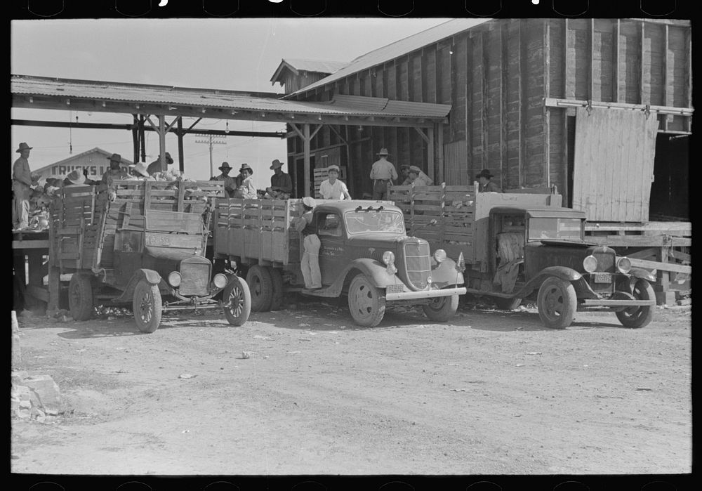 Truckload of cabbages backed up to vegetable packing shed, Alamo, Texas by Russell Lee