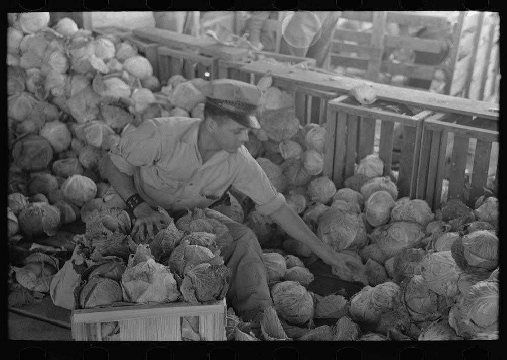 [Untitled photo, possibly related to: Mexican cabbage packer, Alamo, Texas] by Russell Lee
