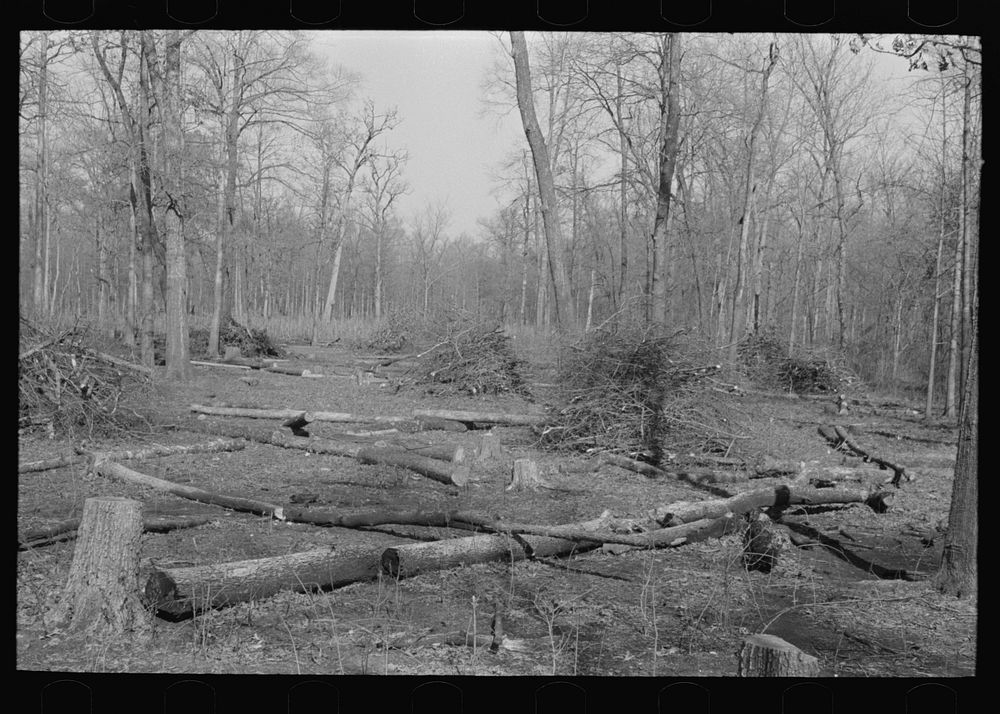 Land in process of clearing, Chicot Farms, Arkansas by Russell Lee