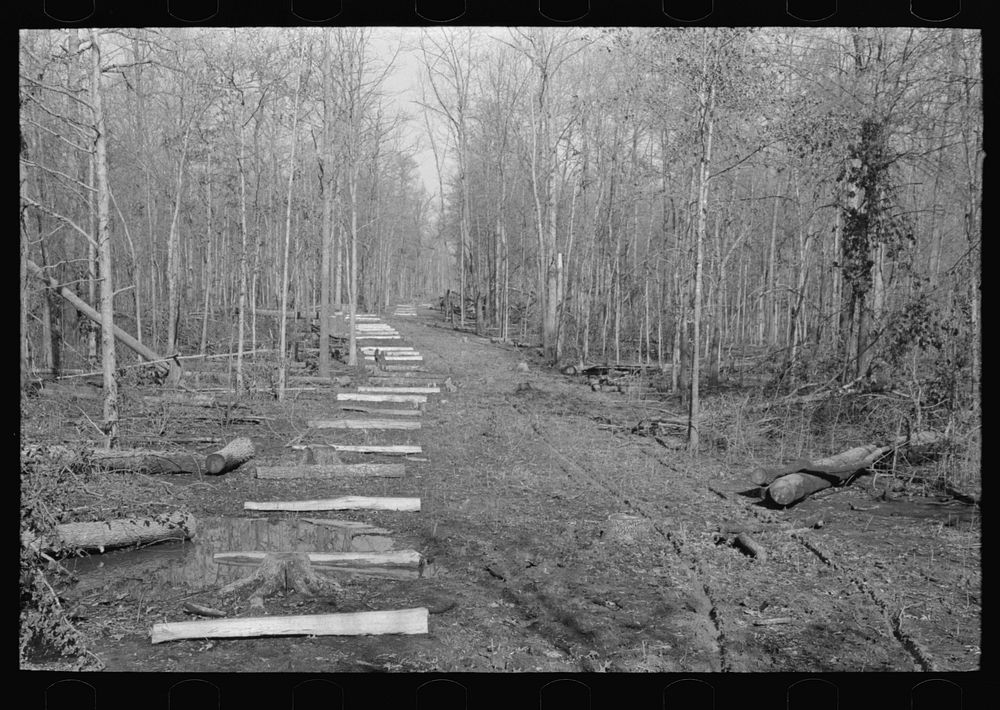 Fenceposts in lane through woods, ready to be set in place, Chicot Farms, Arkansas by Russell Lee