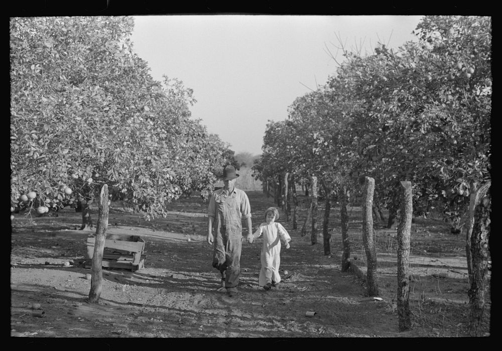 [Untitled photo, possibly related to: Picking grapefruit near Weslaco, Texas] by Russell Lee
