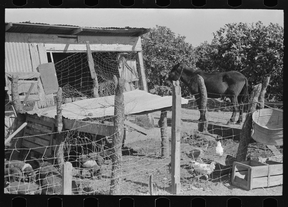 Hog house and chicken coop of Hidalgo County, Texas, farm by Russell Lee
