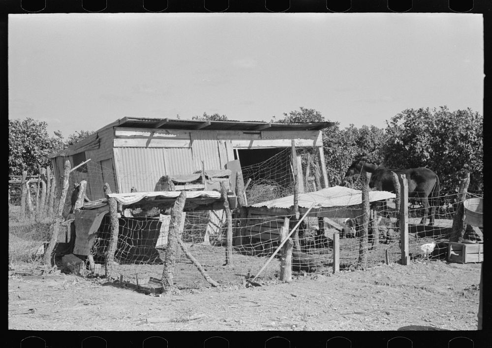 [Untitled photo, possibly related to: Hog house and chicken coop of Hidalgo County, Texas, farm] by Russell Lee