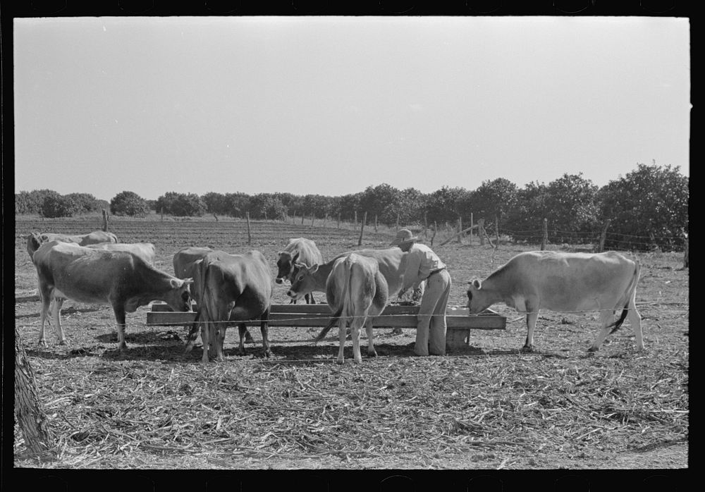 Farmer feeding cattle silage from trench silo, Hidalgo County, Texas. Livestock and dairy farming is on the upgrade in this…