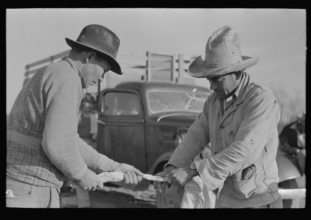 Mexican labor contractor and worker cutting straw ties into proper length, near Santa Maria, Texas by Russell Lee