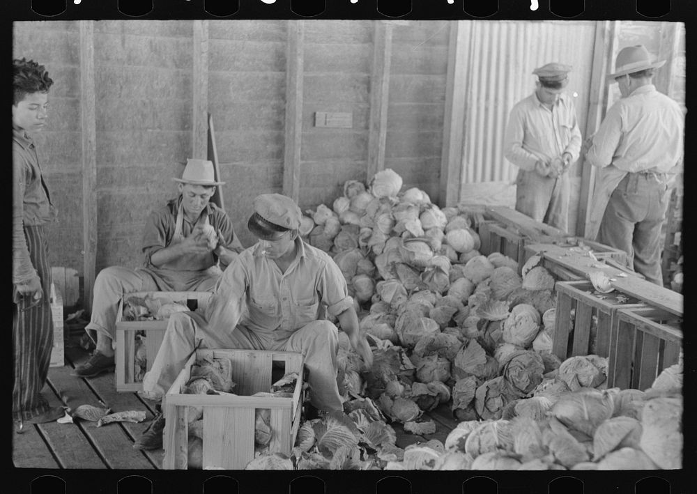 Packing cabbages into crates, Alamo, Texas by Russell Lee