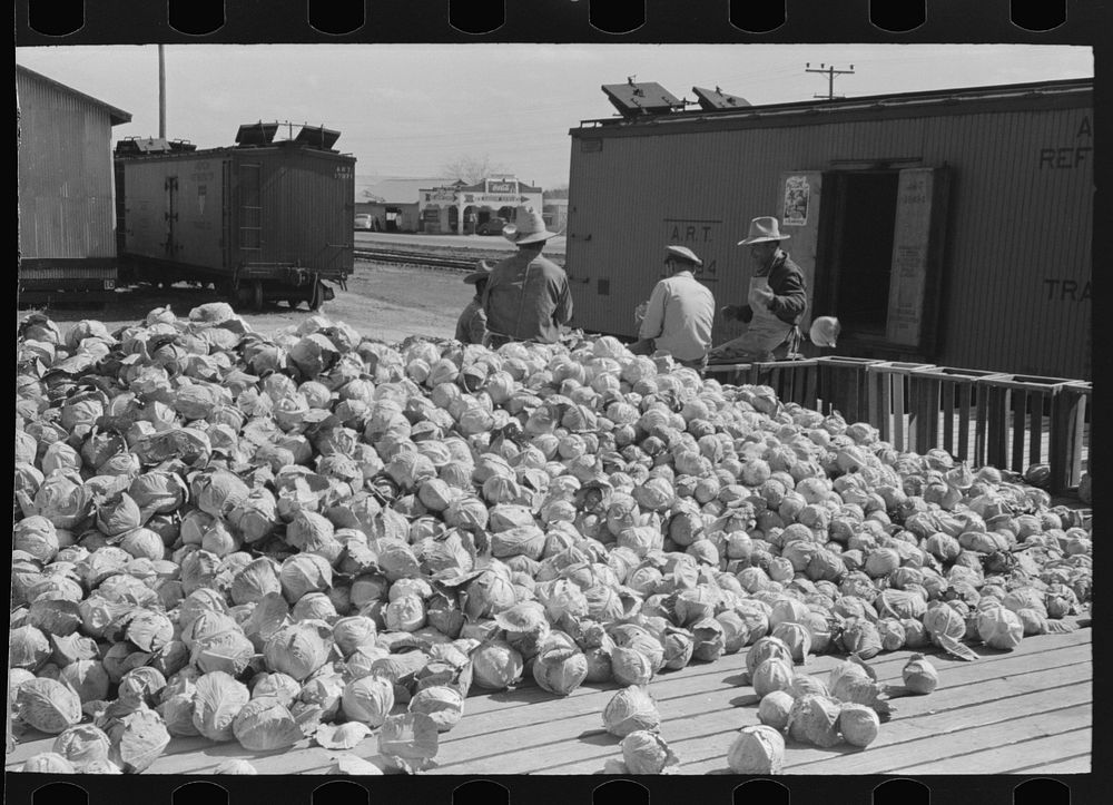 Pile of cabbages with Mexican graders in background, Alamo, Texas by Russell Lee