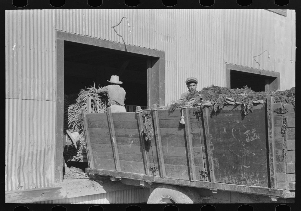 Unloading carrots at packing plant, Pharr, Texas by Russell Lee