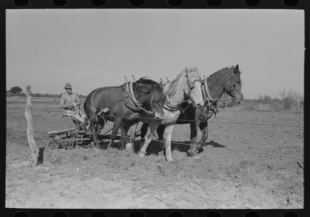 Farmer discing land, Weslaco, Texas. FSA (Farm Security Administration) client by Russell Lee