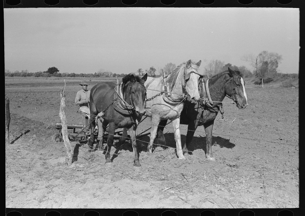 [Untitled photo, possibly related to: Farmer discing land, Weslaco, Texas. FSA (Farm Security Administration) client] by…