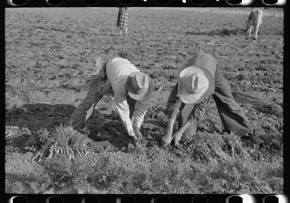 Pulling carrots Santa Maria, Texas | Free Photo - rawpixel