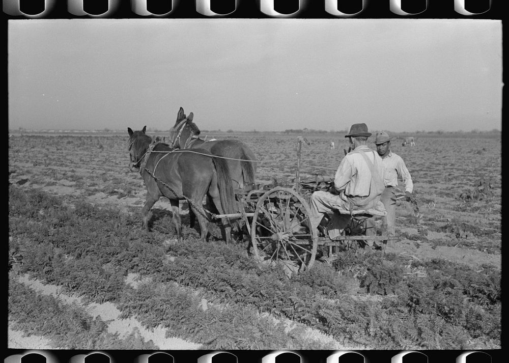 Loosening carrots from soil with plow before pulling in order to prevent breaking, near Santa Maria, Texas by Russell Lee