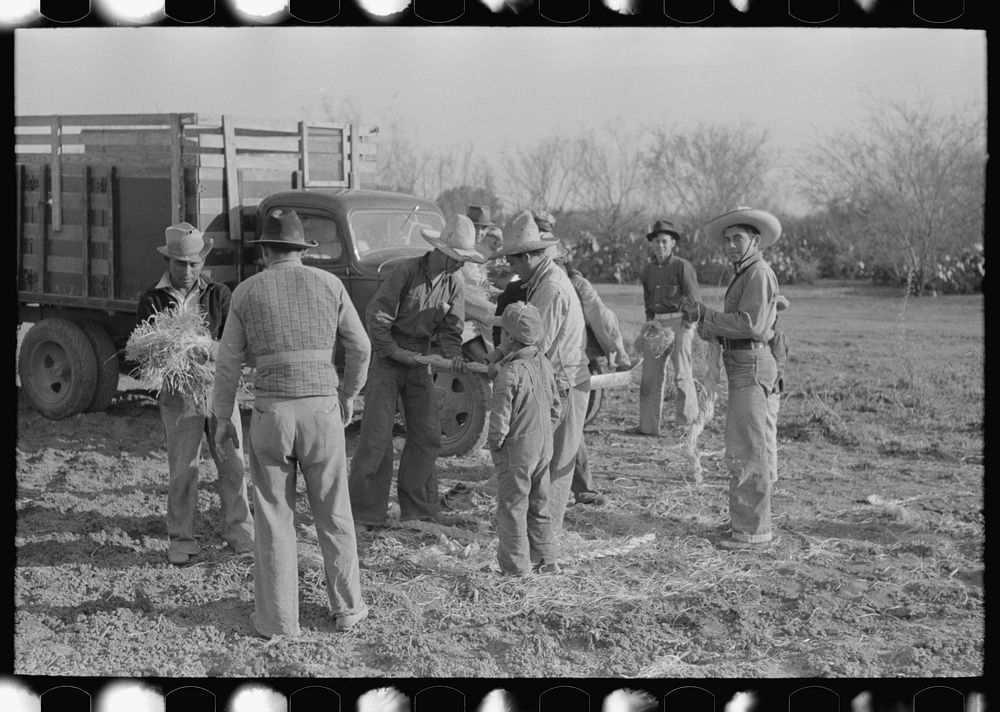 Group of Mexican laborers getting straw for tying carrots near Santa Maria, Texas by Russell Lee