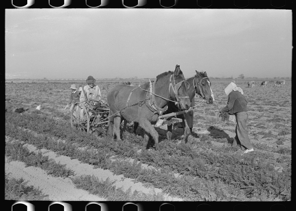 Loosening carrots from soil with plow before pulling in order to prevent breaking, near Santa Maria, Texas by Russell Lee