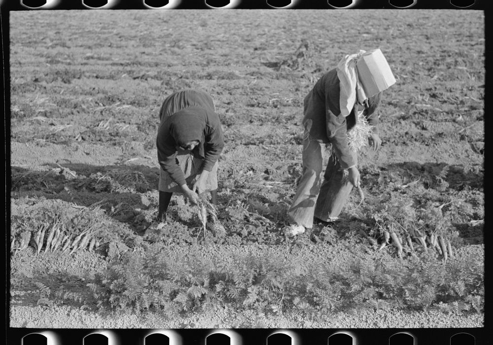 Pulling and tying carrots in field near Santa Maria, Texas by Russell Lee