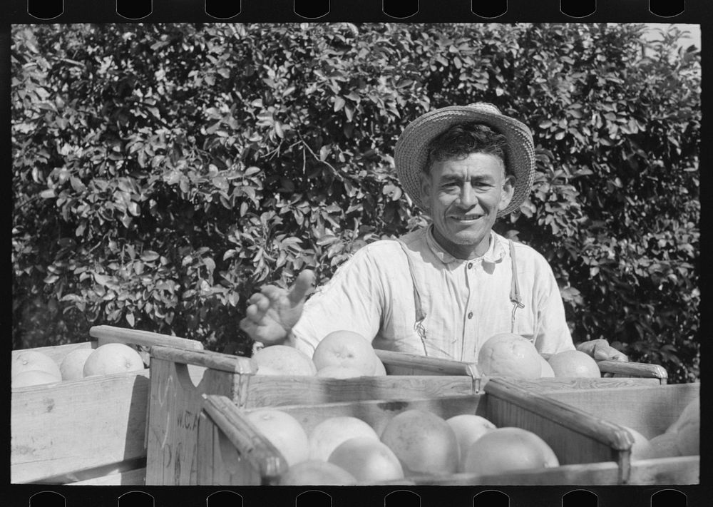 Mexican grapefruit worker near Weslaco, Texas by Russell Lee