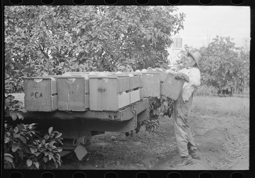 Loading boxes of grapefruit on truck, Weslaco, Texas by Russell Lee