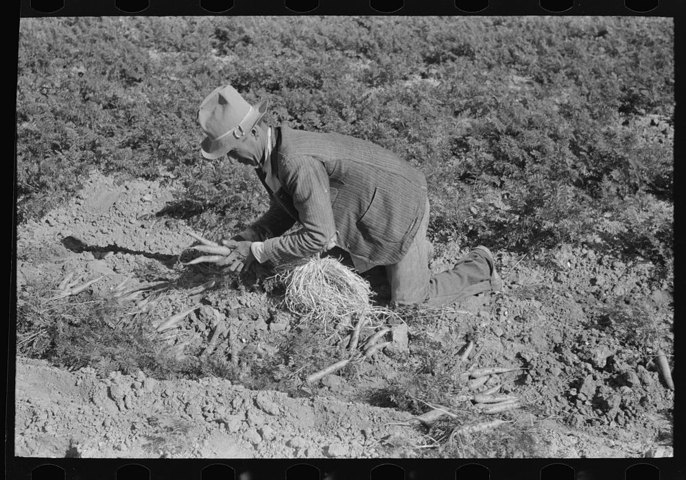 Pulling carrots Edinburg, Texas Russell | Free Photo - rawpixel