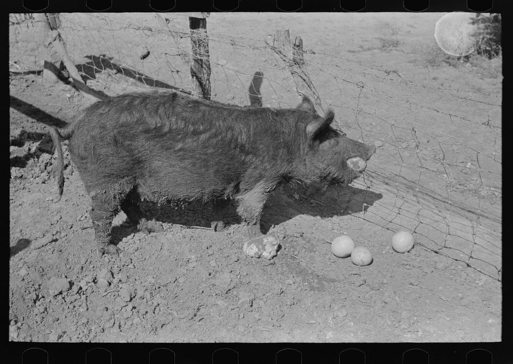 Hog eating grapefruit. Price of grapefruit is so low that it is being fed to hogs and cattle. Weslaco, Texas by Russell Lee