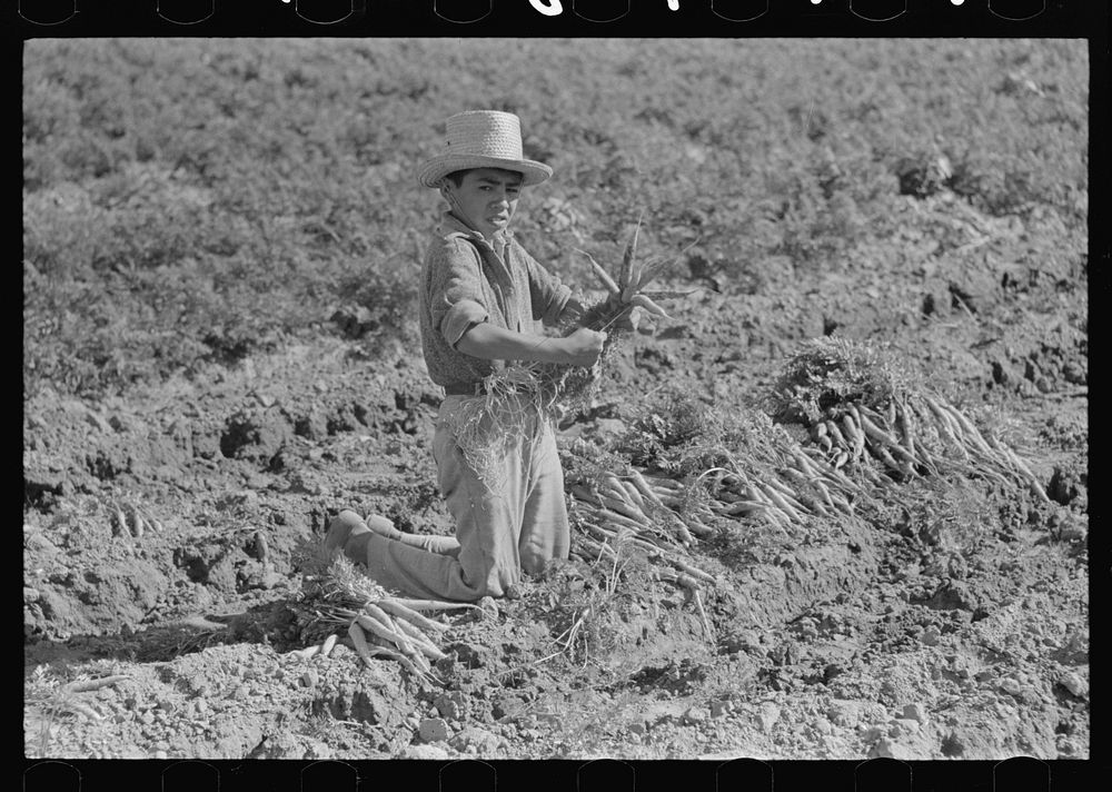 Mexican boy bunching carrots near Edinburg, Texas by Russell Lee
