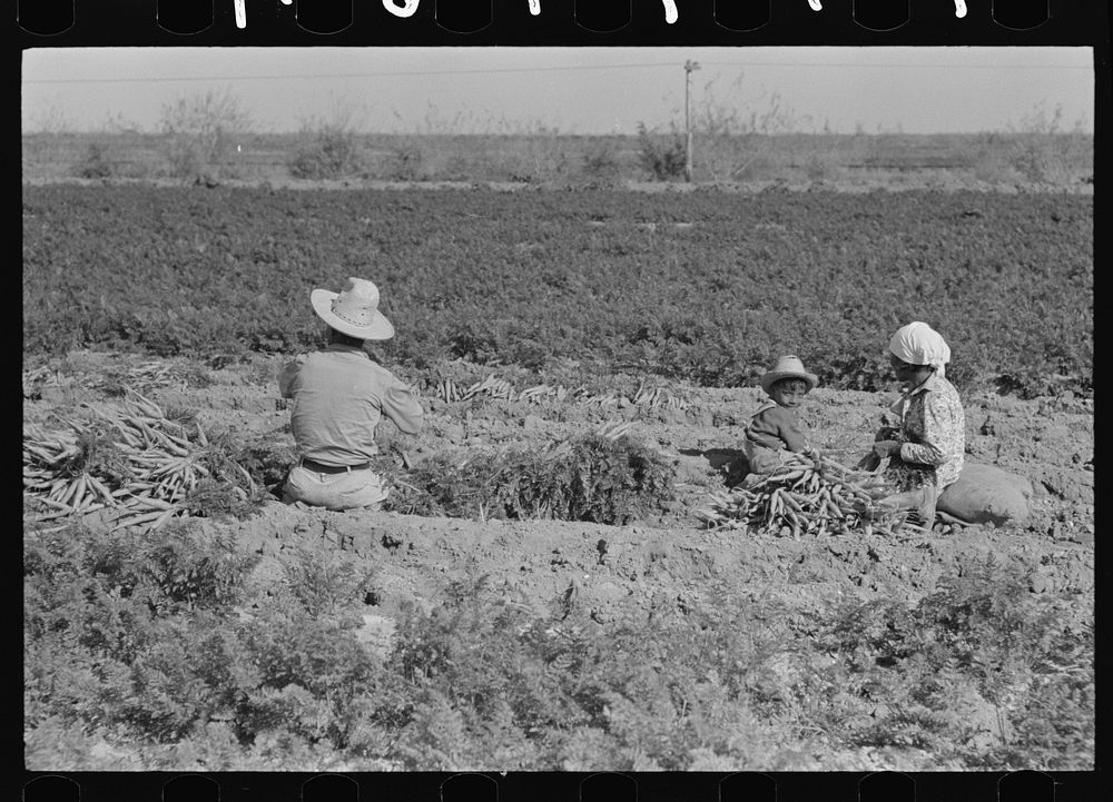 [Untitled photo, possibly related to: Mexican carrot workers near Edinburg, Texas] by Russell Lee