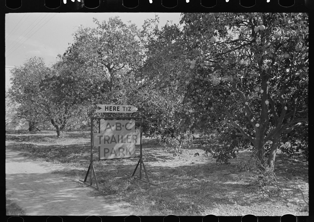 Entrance to trailer park amid the orange groves, McAllen, Texas by Russell Lee