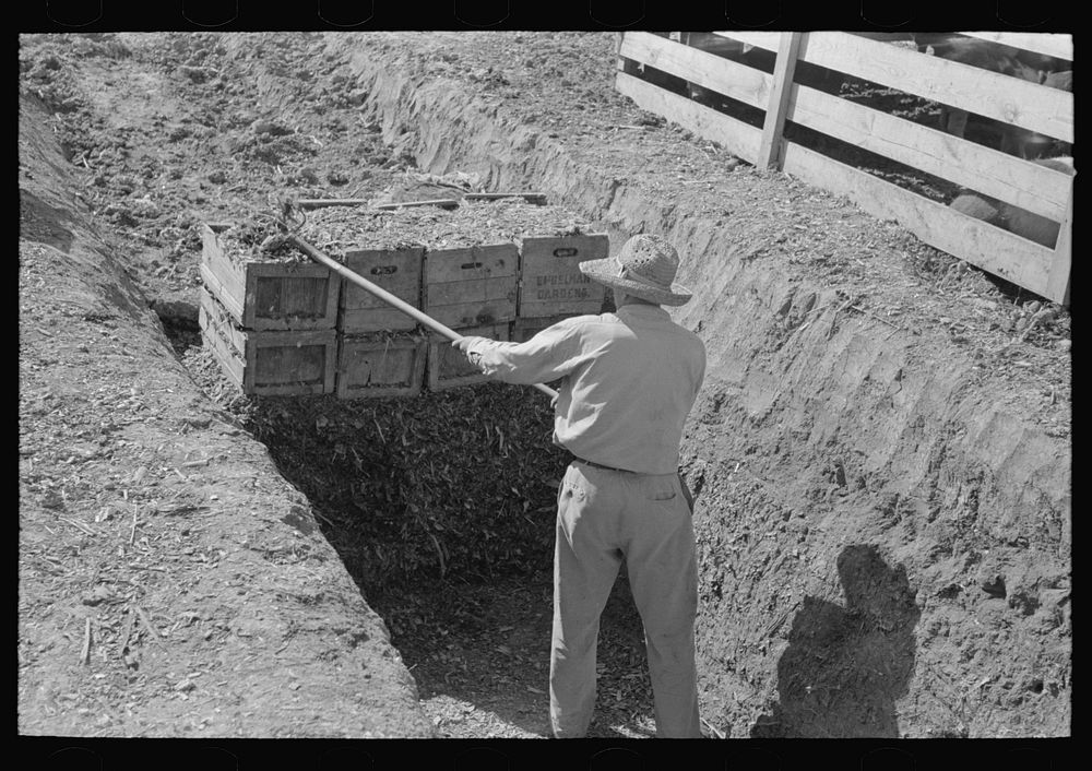 [Untitled photo, possibly related to: Loading boxes with silage from trench silo near Weslaco, Texas] by Russell Lee