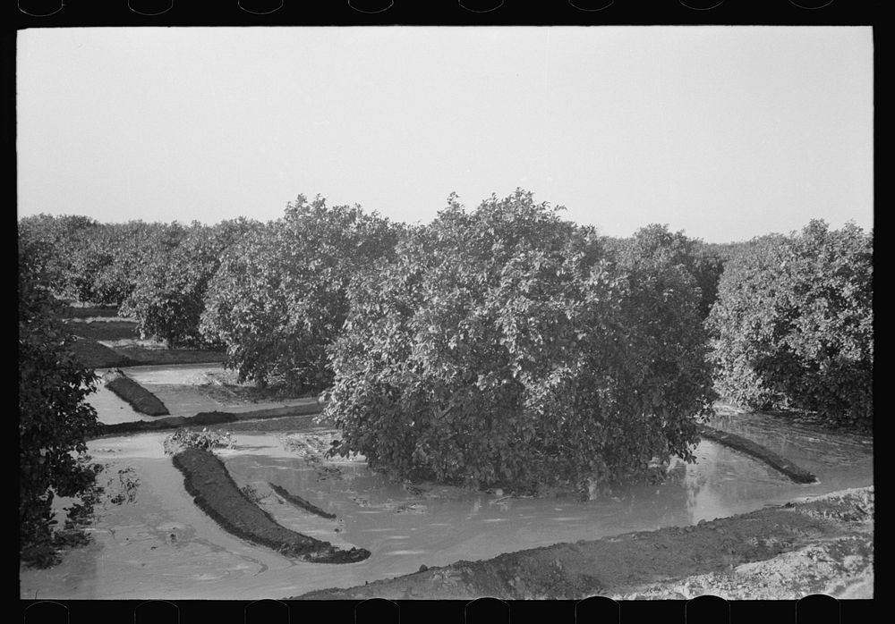 Citrus grove being irrigated near San Juan, Texas by Russell Lee