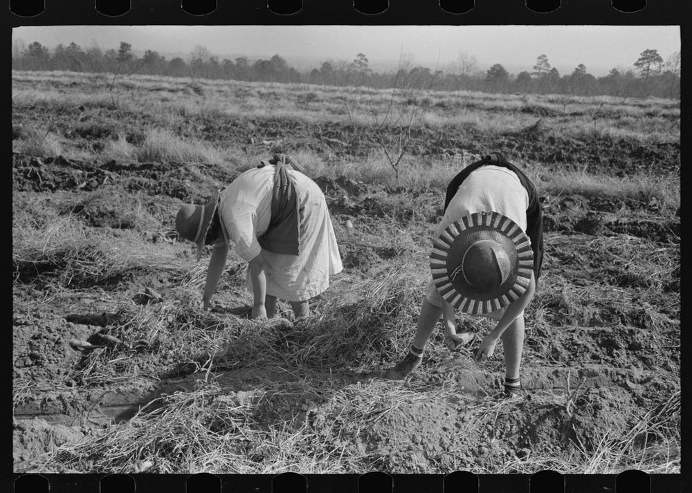 Children of sharecropper picking up sweet potatoes in field near Laurel, Mississippi by Russell Lee