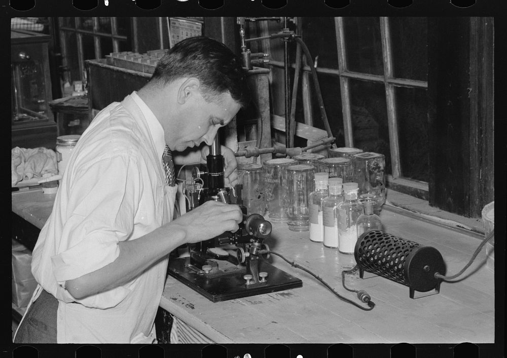 Chemist running microscopic test on sweet potato starch at plant, Laurel, Missisippi by Russell Lee