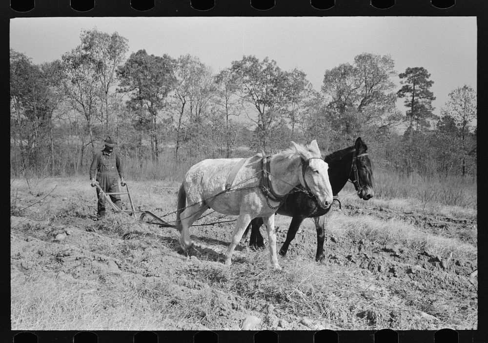 Plowing up sweet potatoes near Laurel, Mississippi by Russell Lee