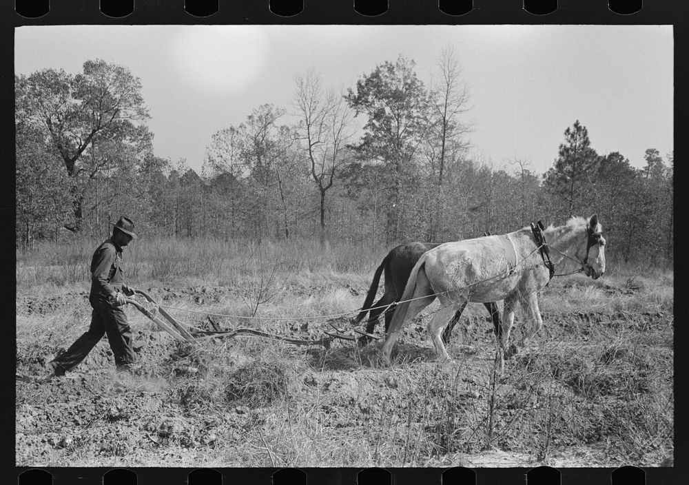 Sharecropper plowing up sweet potatoes near Laurel, Mississippi by Russell Lee