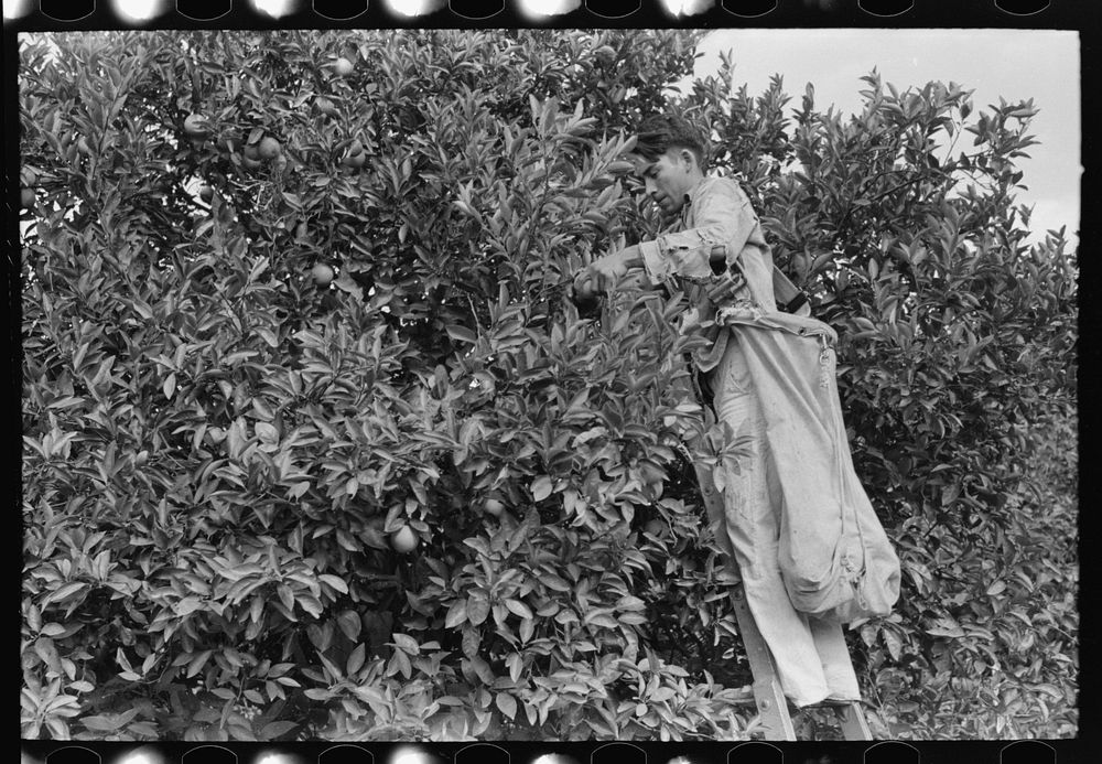 Picking oranges near Weslaco, Texas by Russell Lee