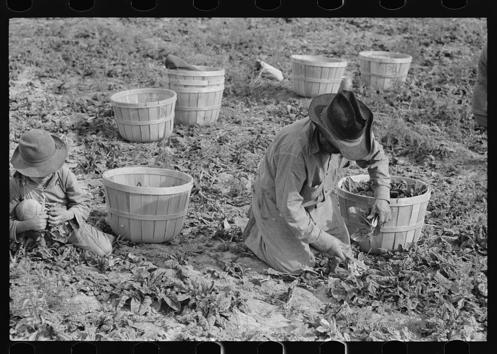 Mexican father and son cutting and packing spinach, La Pryor, Texas by Russell Lee