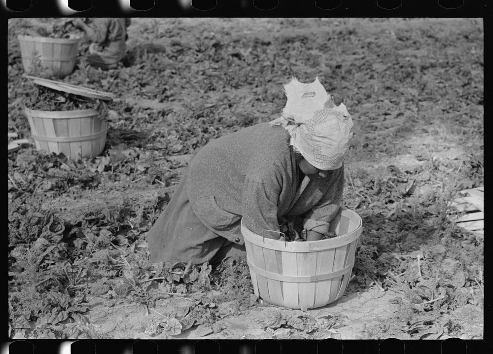 Mexican woman cutting spinach, La Pryor, Texas by Russell Lee