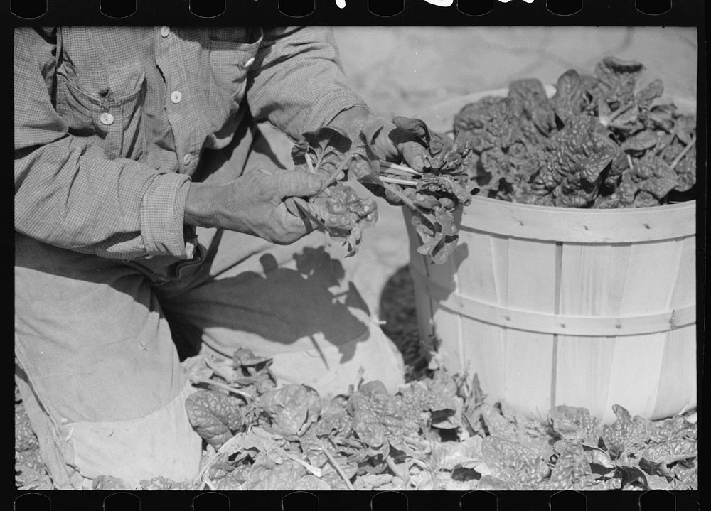 Mexican spinach cutter inspecting spinach for dead leaves, La Pryor, Texas by Russell Lee