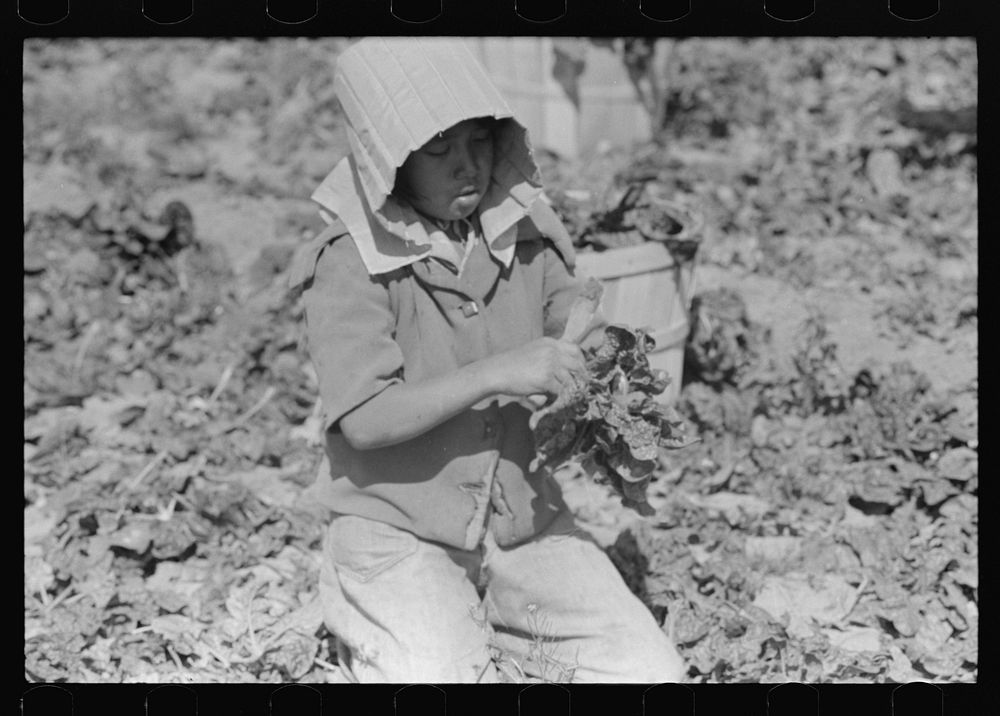 [Untitled photo, possibly related to: Mexican spinach cutter inspecting spinach for dead leaves, La Pryor, Texas] by Russell…