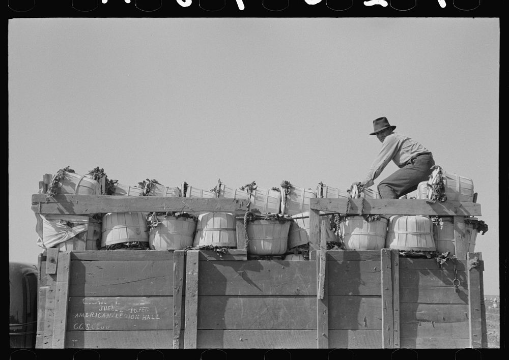 Loader atop truckload of spinach, La Pryor, Texas by Russell Lee