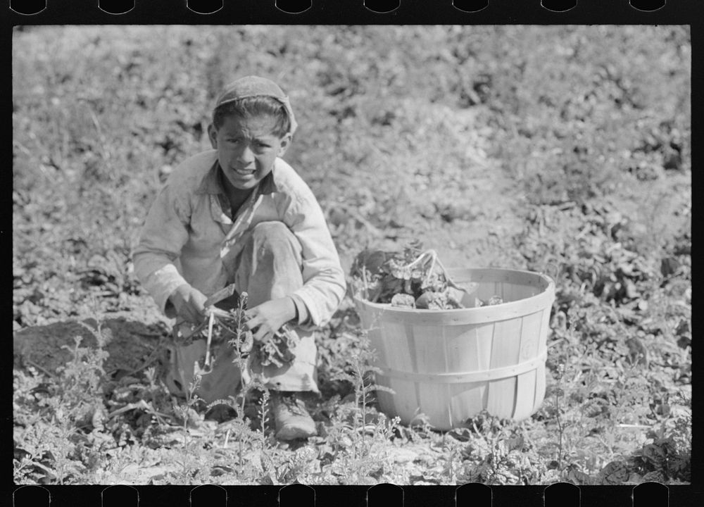 [Untitled photo, possibly related to: Mexican spinach cutter inspecting spinach for dead leaves, La Pryor, Texas] by Russell…