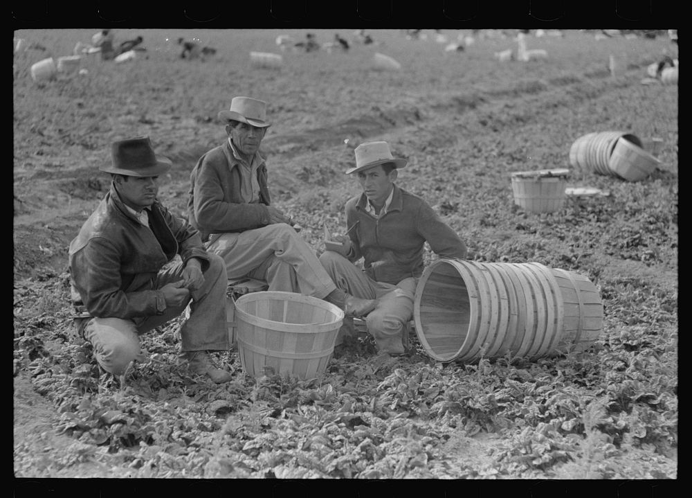 Mexican labor contractor and inspectors in the fields, La Pryor, Texas by Russell Lee