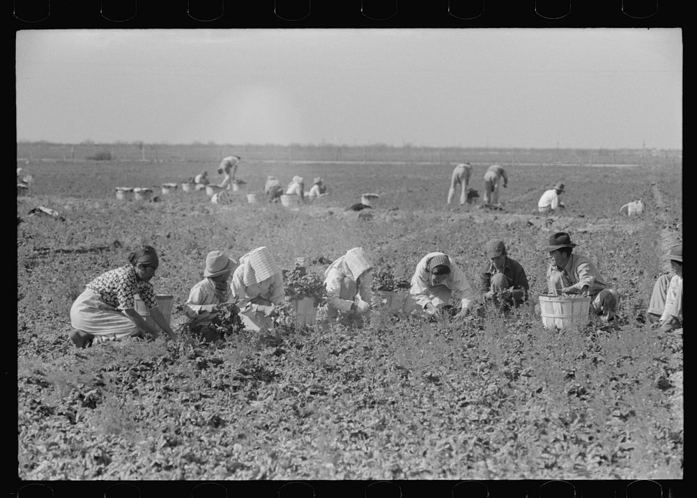 Mexican family cutting and packing spinach, La Pryor, Texas by Russell Lee