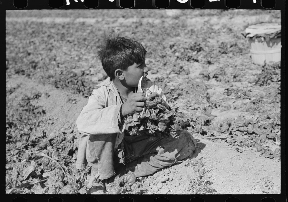 Young Mexican boy cutting spinach, La Pryor, Texas. Child labor is an accepted condition in the spinach fields by Russell Lee