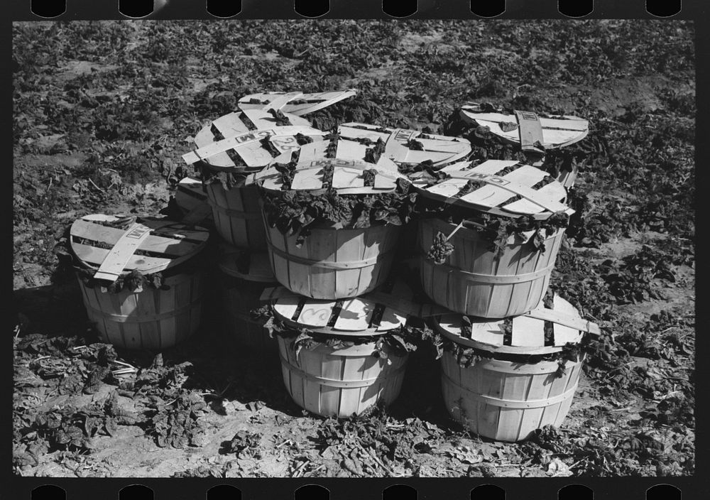 Baskets of spinach waiting for trucks, La Pryor, Texas by Russell Lee