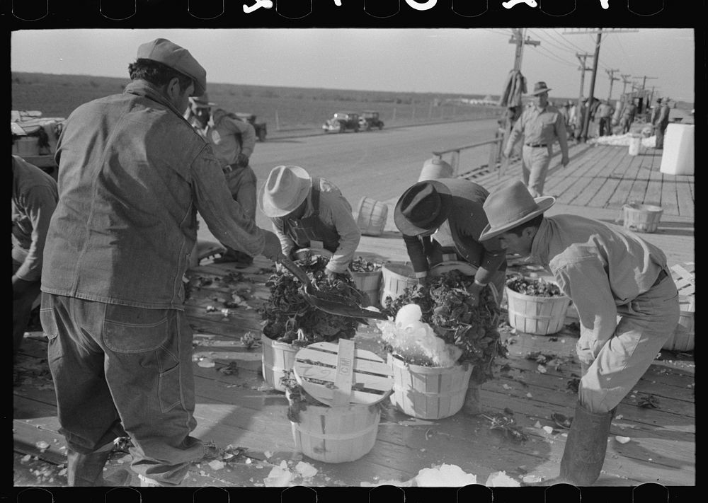 Icing spinach before packing in refrigerator cars, La Pryor, Texas by Russell Lee