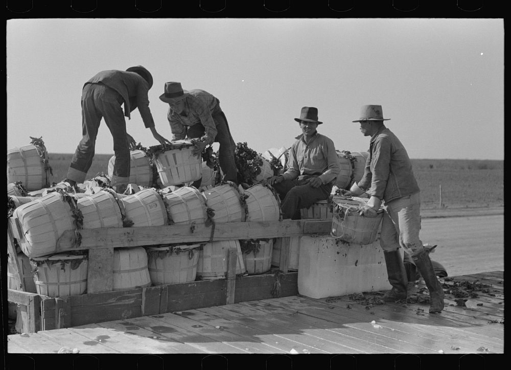 Unloading baskets of spinach from truck at railroad platform, La Pryor, Texas by Russell Lee