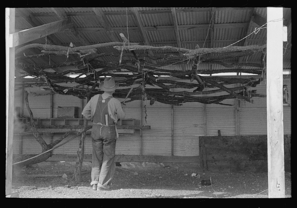 Chicken roost made with limbs of trees, El Indio, Texas by Russell Lee