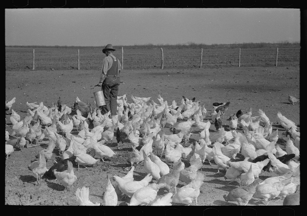 Mr. Ernest Milton, pioneer at El Indio, Texas, feeding his chickens by Russell Lee